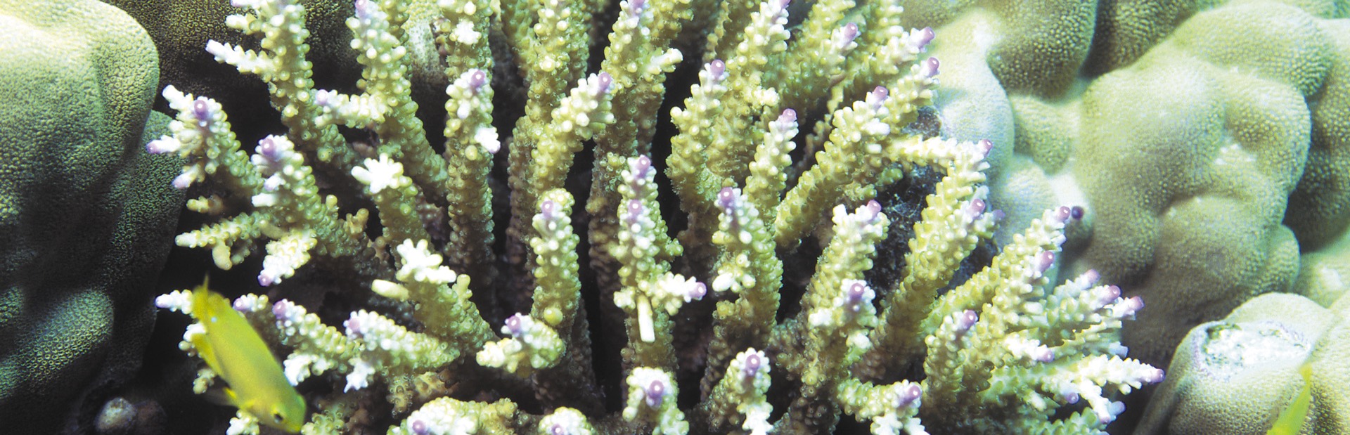 corail baie des citrons Nouméa