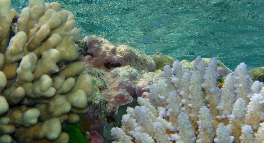 corail Nouvelle-Calédonie