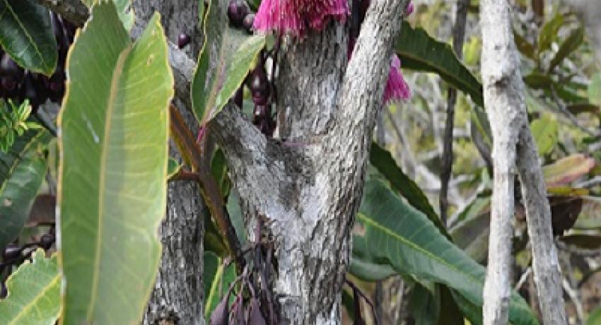 Syzygium longifolium (endemique)