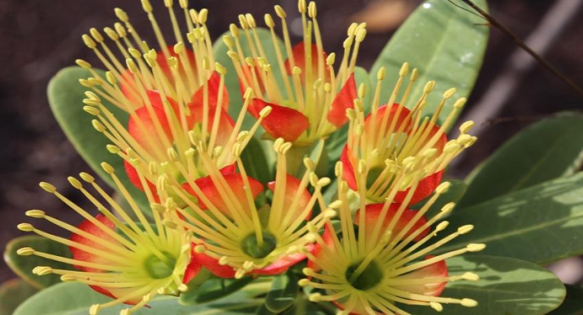 xanthostemon aurantiacus en fleur