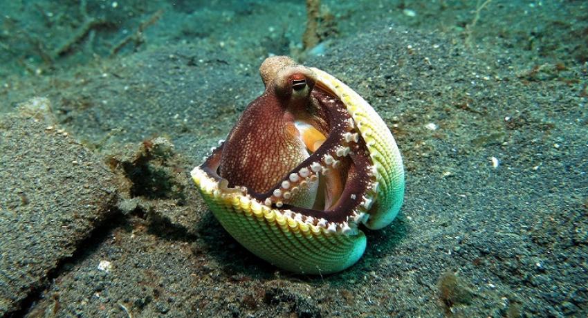 La pieuvre...  un octopodidé
