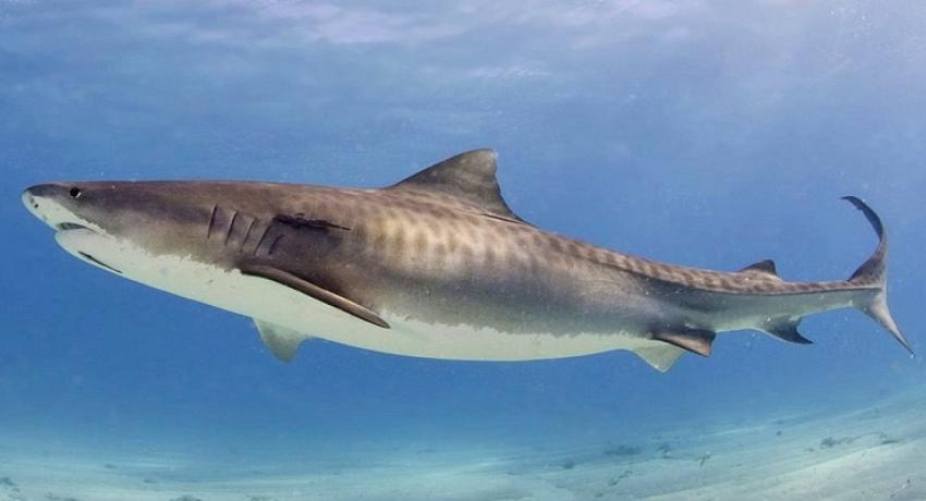 Requin tige (Galeocerdo cuvier)
