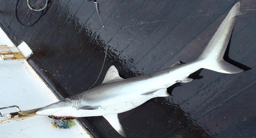  Requin gris femelle (alis/Ird)