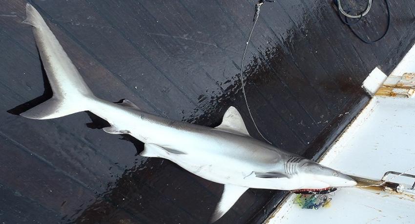 Requin gris femelle (Alis/IRD)