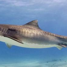 Requin tige (Galeocerdo cuvier)
