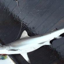  Requin gris femelle (alis/Ird)