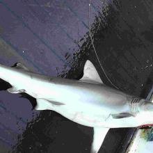 Requin gris femelle (Alis/IRD)